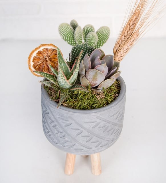 Geometrik Siyah Saksıda Kalanchoe